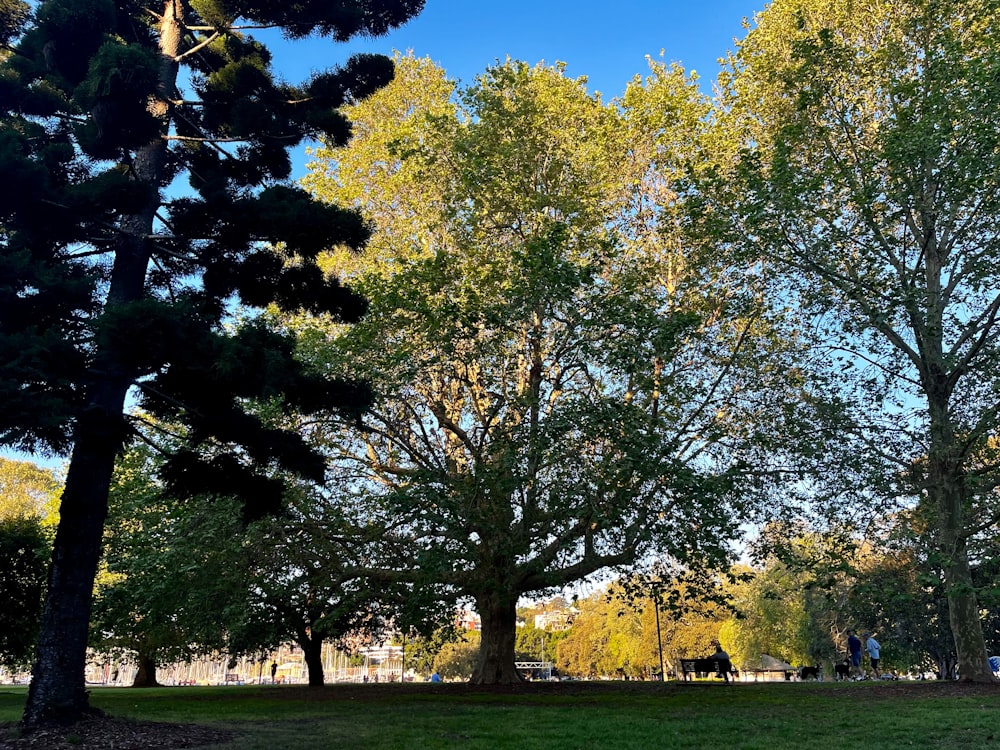 a couple of trees that are in the grass