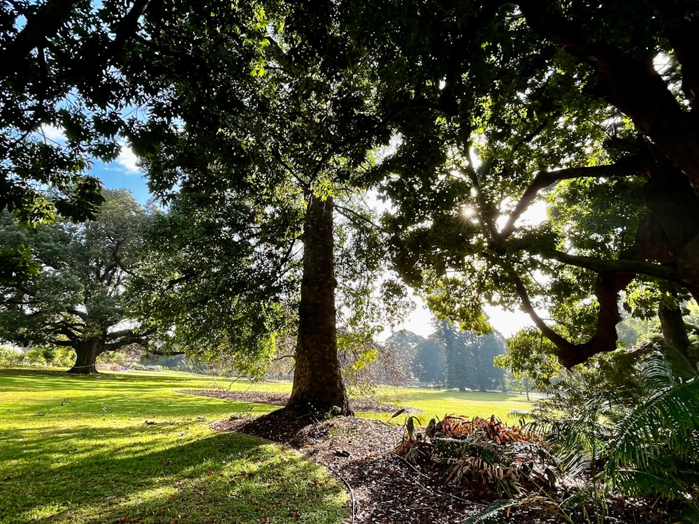 the sun shines through the trees in the park