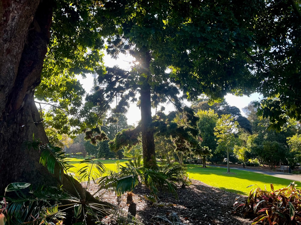 the sun is shining through the trees in the park