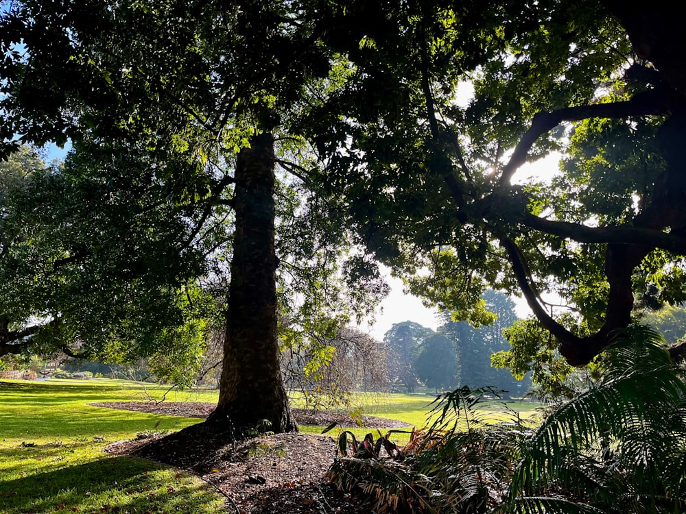 the sun shines through the trees in the park