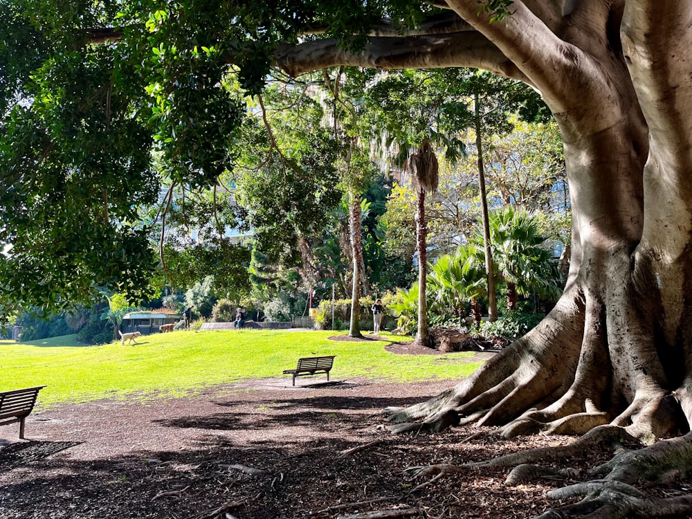 a park with benches and a large tree