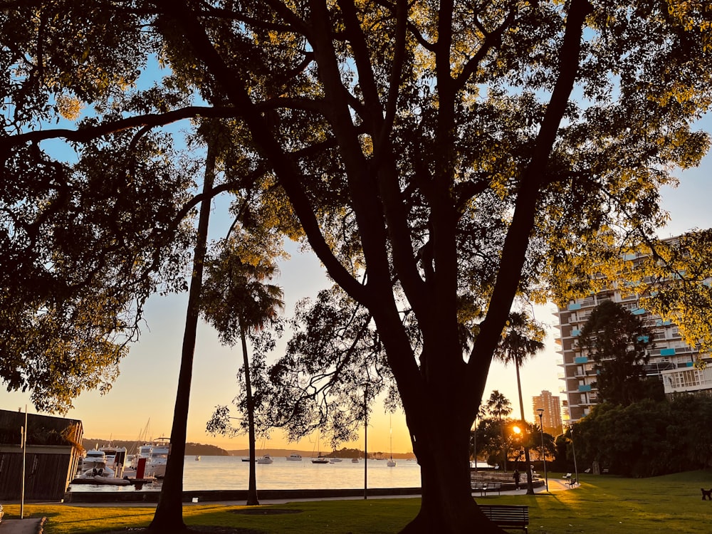 a tree in a park next to a body of water