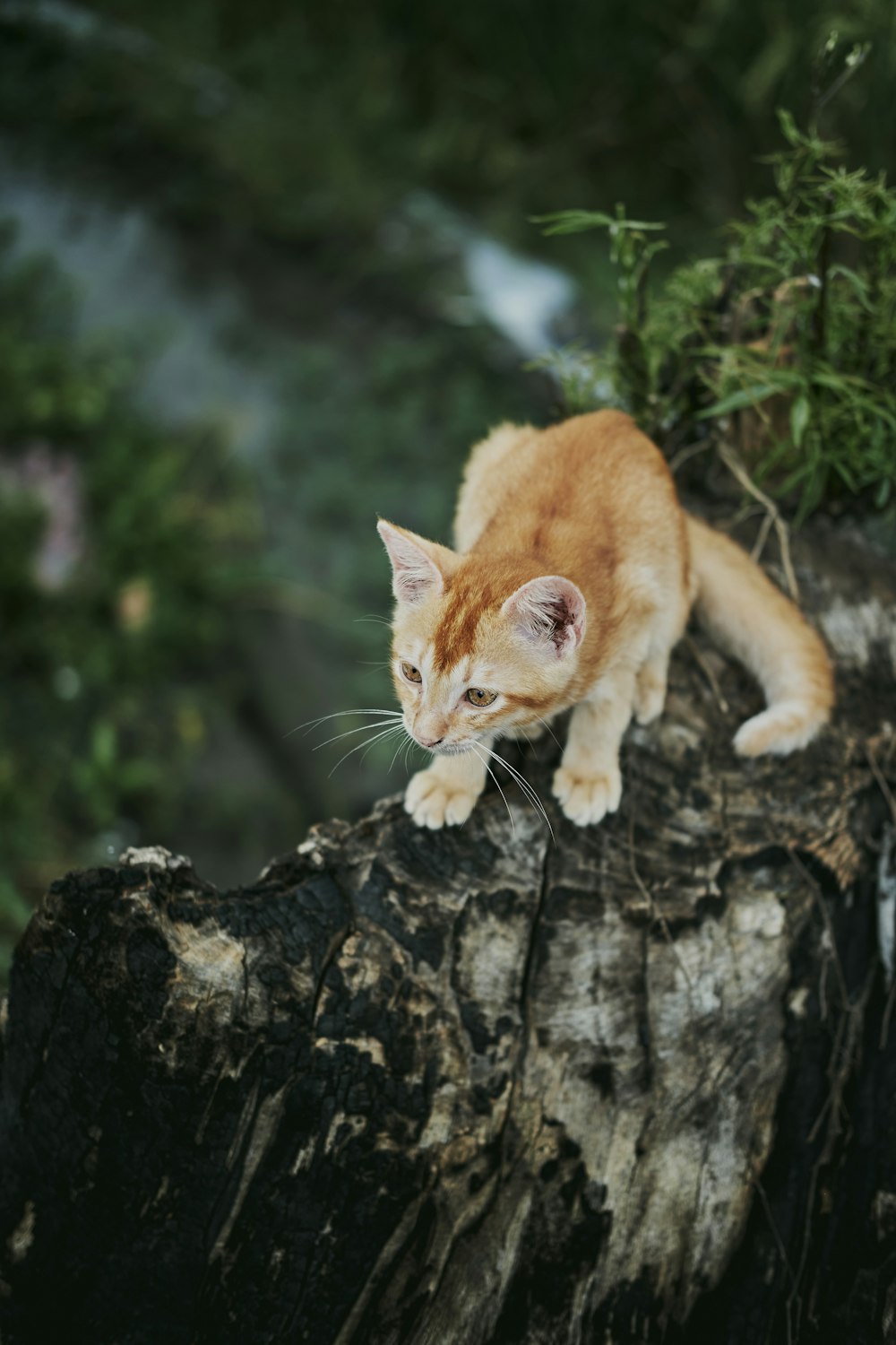 un chat orange et blanc assis au sommet d’une souche d’arbre