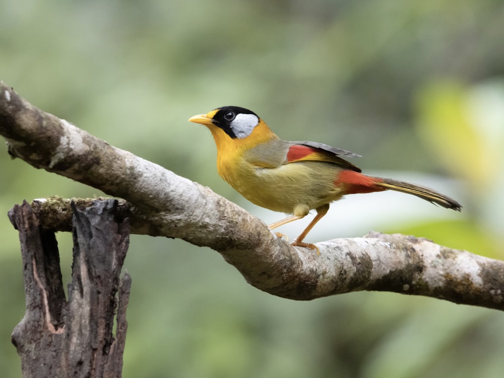 a small bird perched on a tree branch