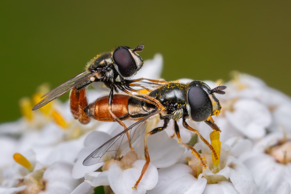 a couple of bees sitting on top of a white flower