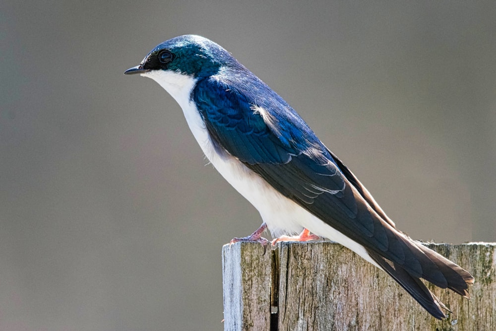 a blue and white bird sitting on top of a wooden post