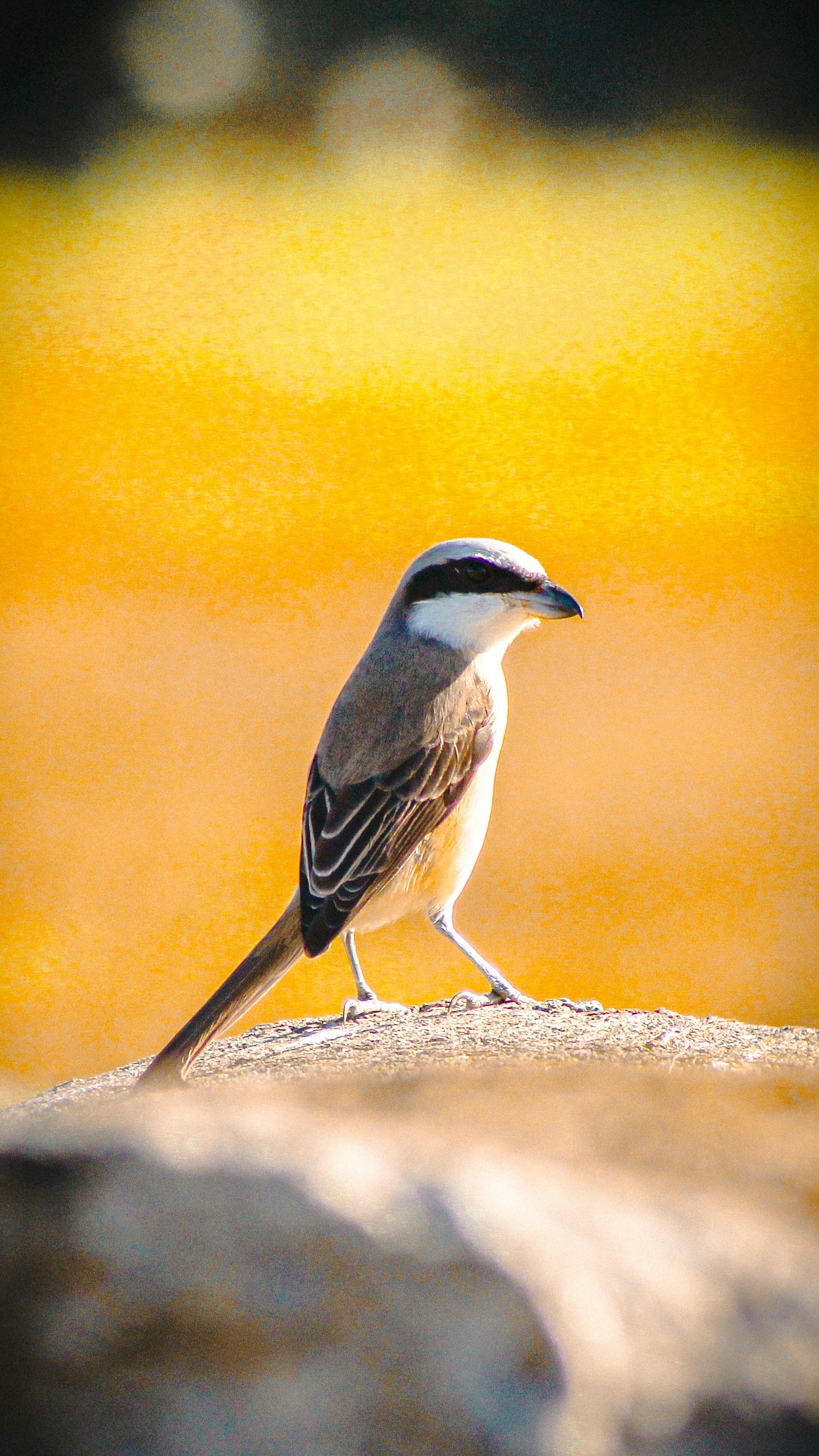 a small bird is standing on a rock