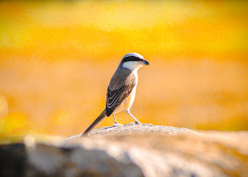 a bird sitting on top of a rock