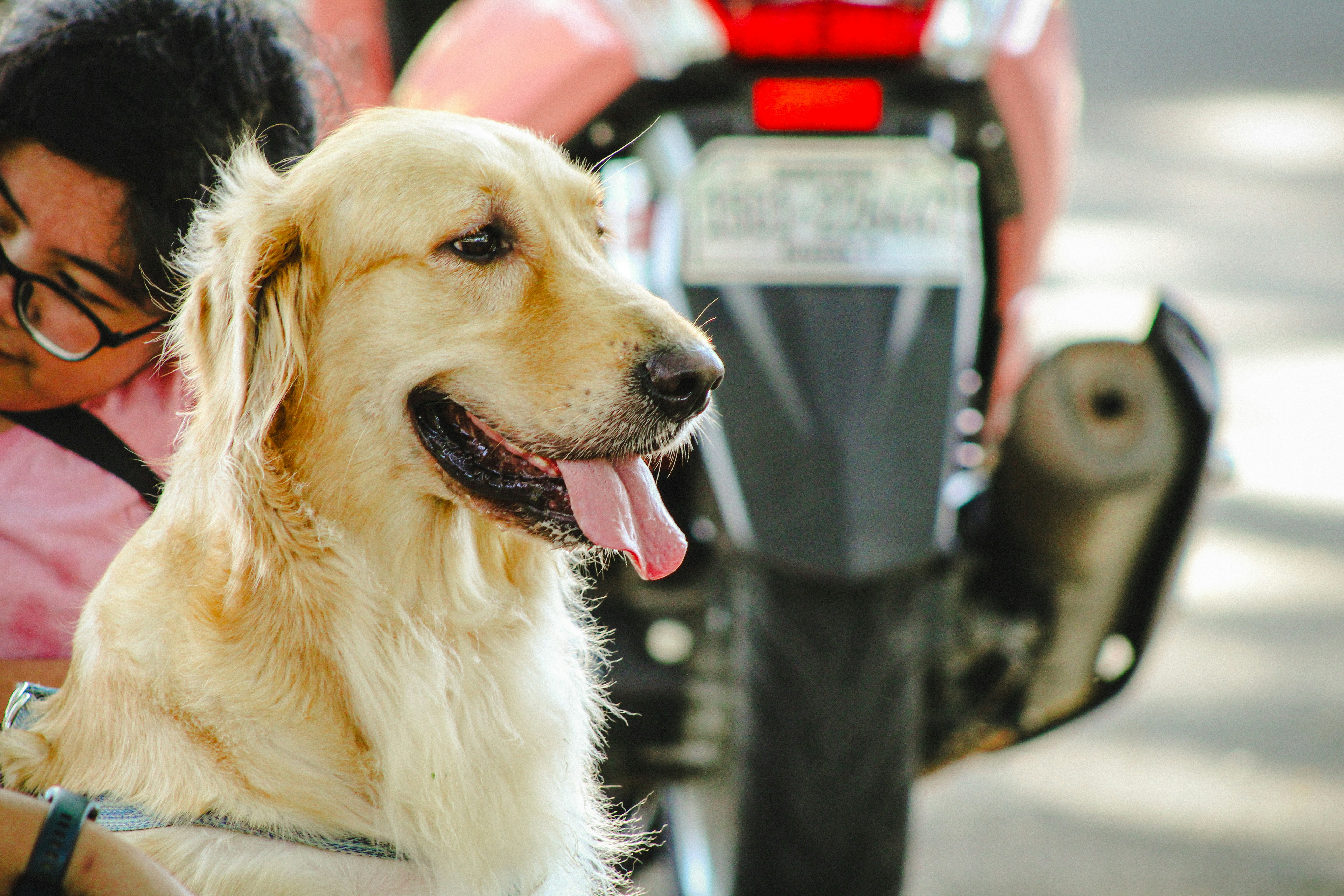 ein Hund, der neben einer Person sitzt