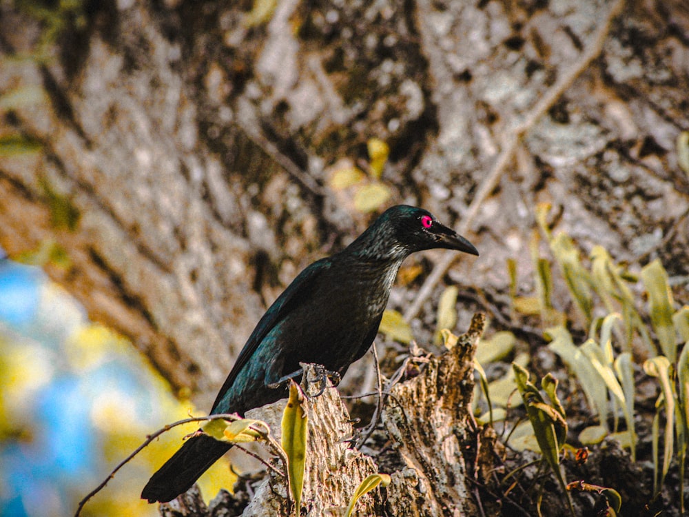 a black bird sitting on top of a tree stump