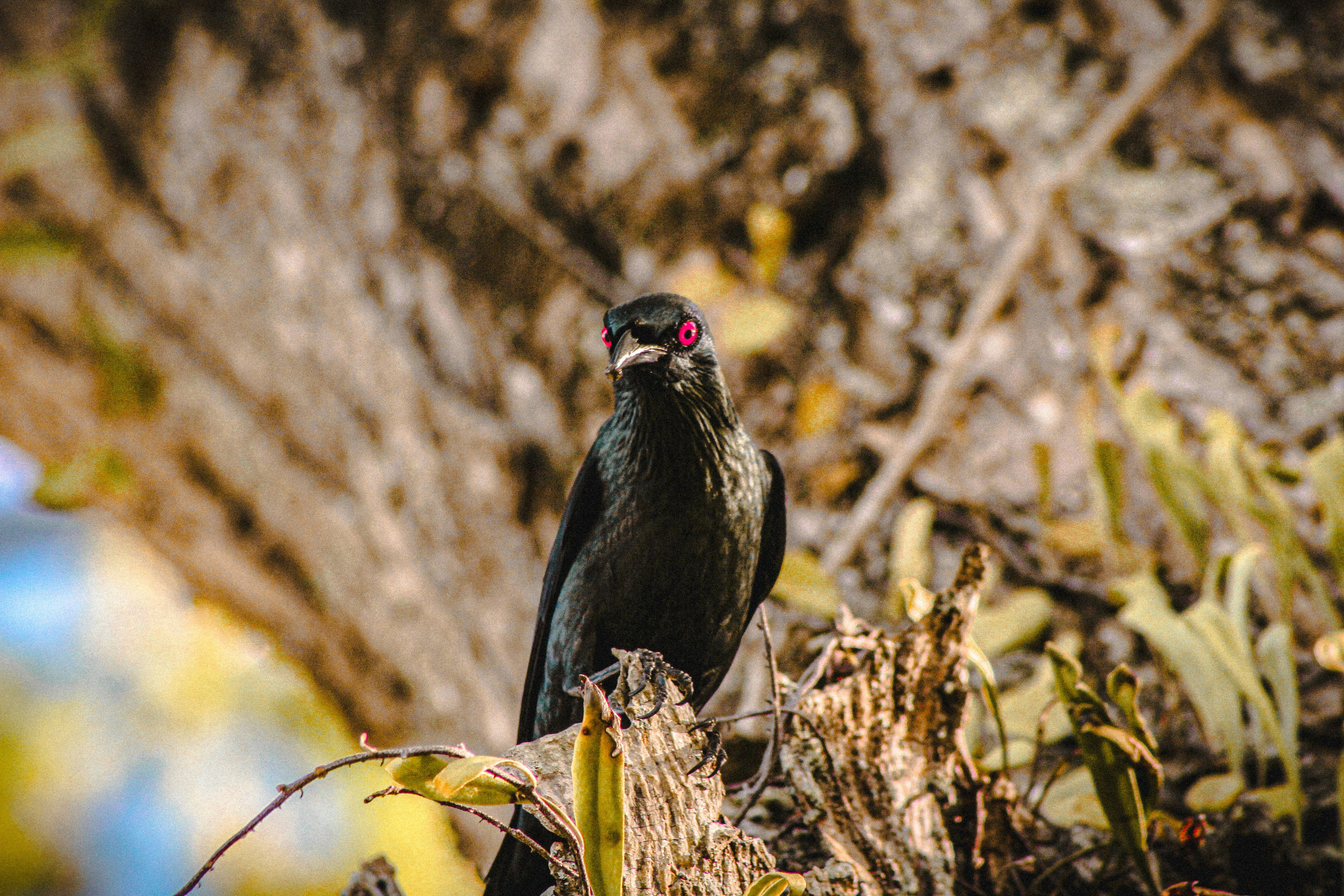 a black bird sitting on a tree branch