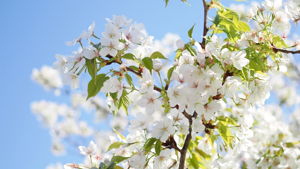 a tree with white flowers and green leaves