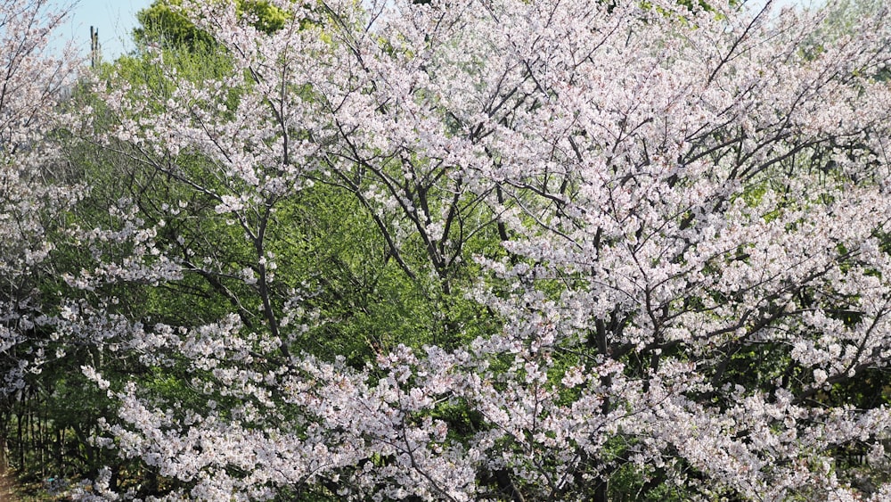 a tree with white flowers in a park