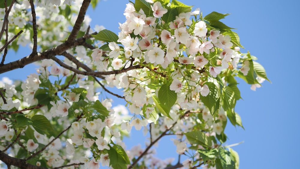 a tree with white flowers and green leaves