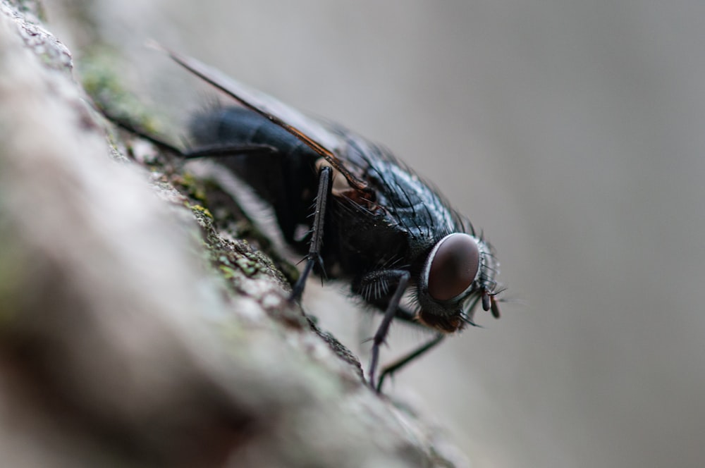 a close up of a fly on a tree branch