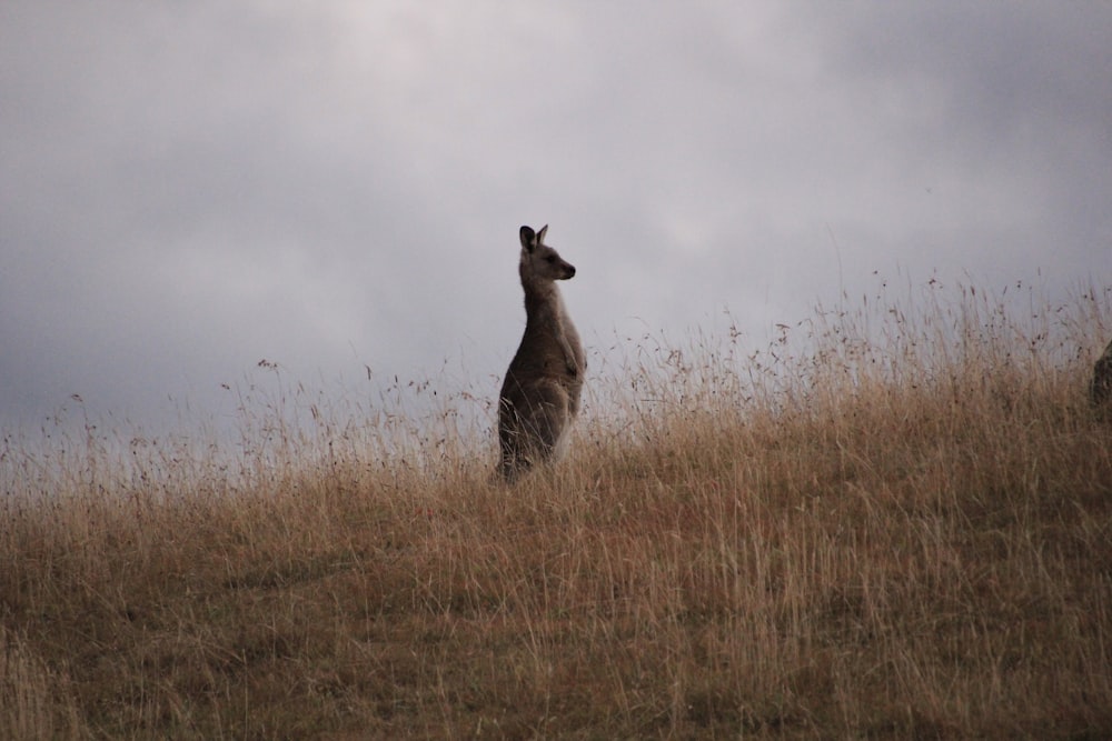 a kangaroo standing on top of a grass covered hill