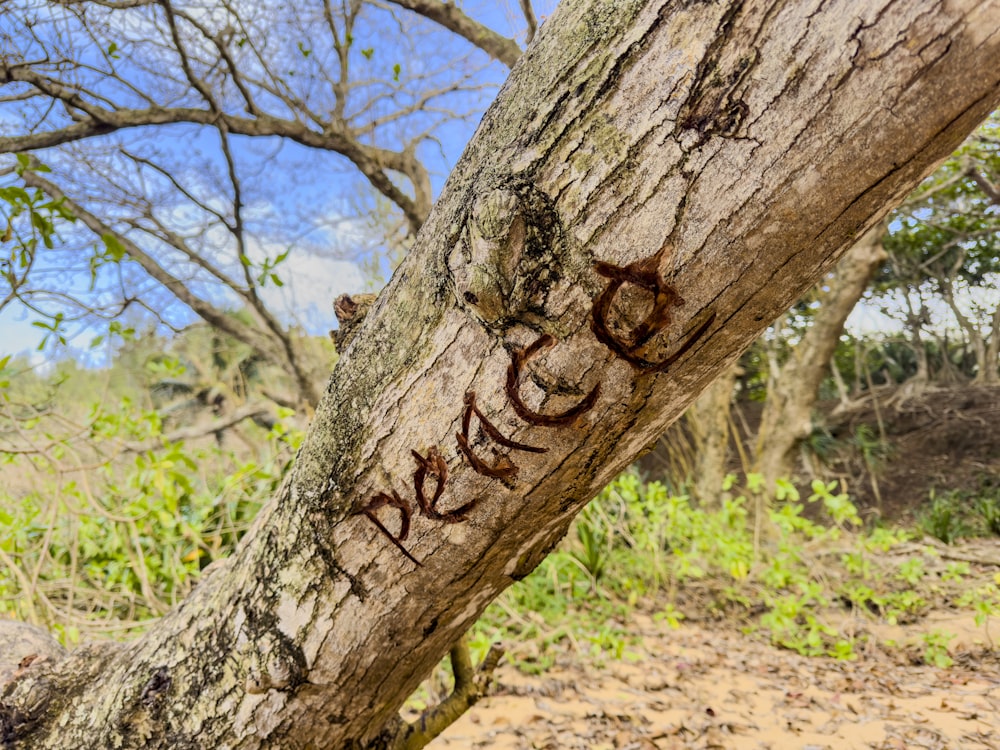 a close up of a tree with graffiti on it