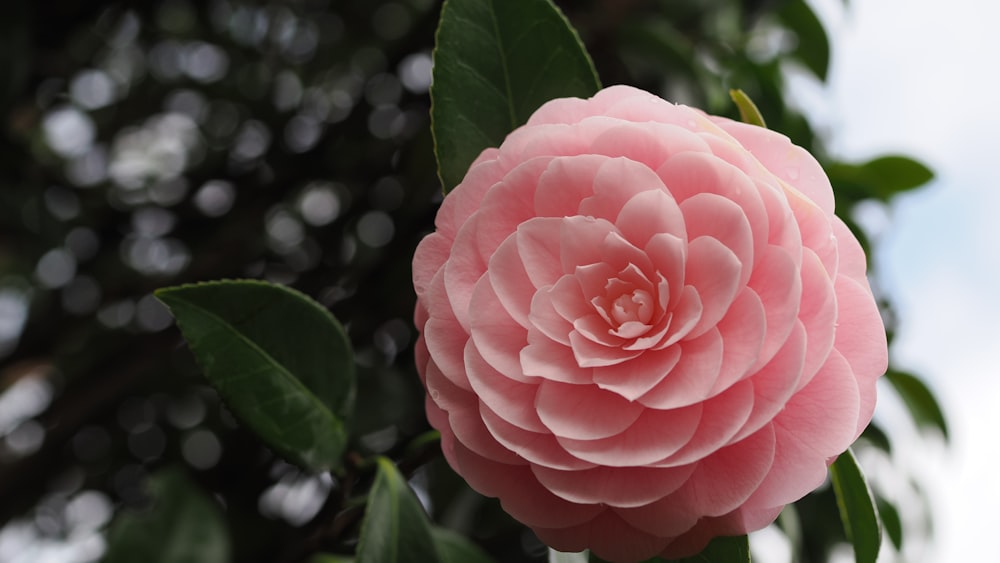 a pink flower with green leaves on a tree