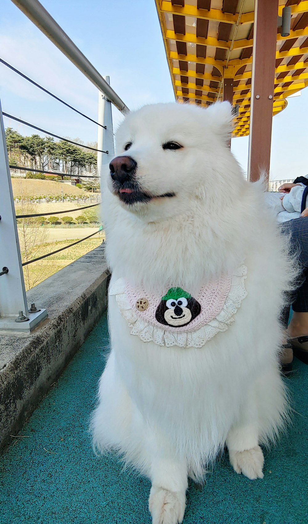 a large white dog sitting on top of a blue floor