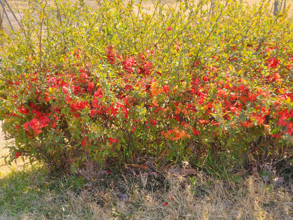 a bush with red flowers in the middle of a field