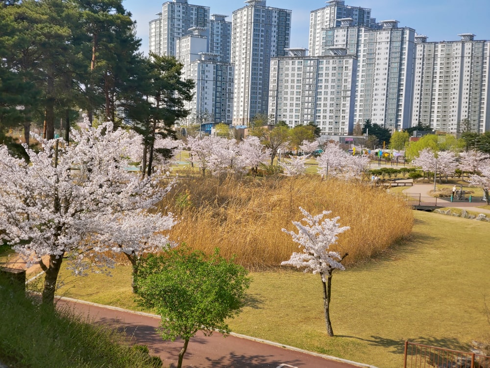 a park with a lot of trees and buildings in the background