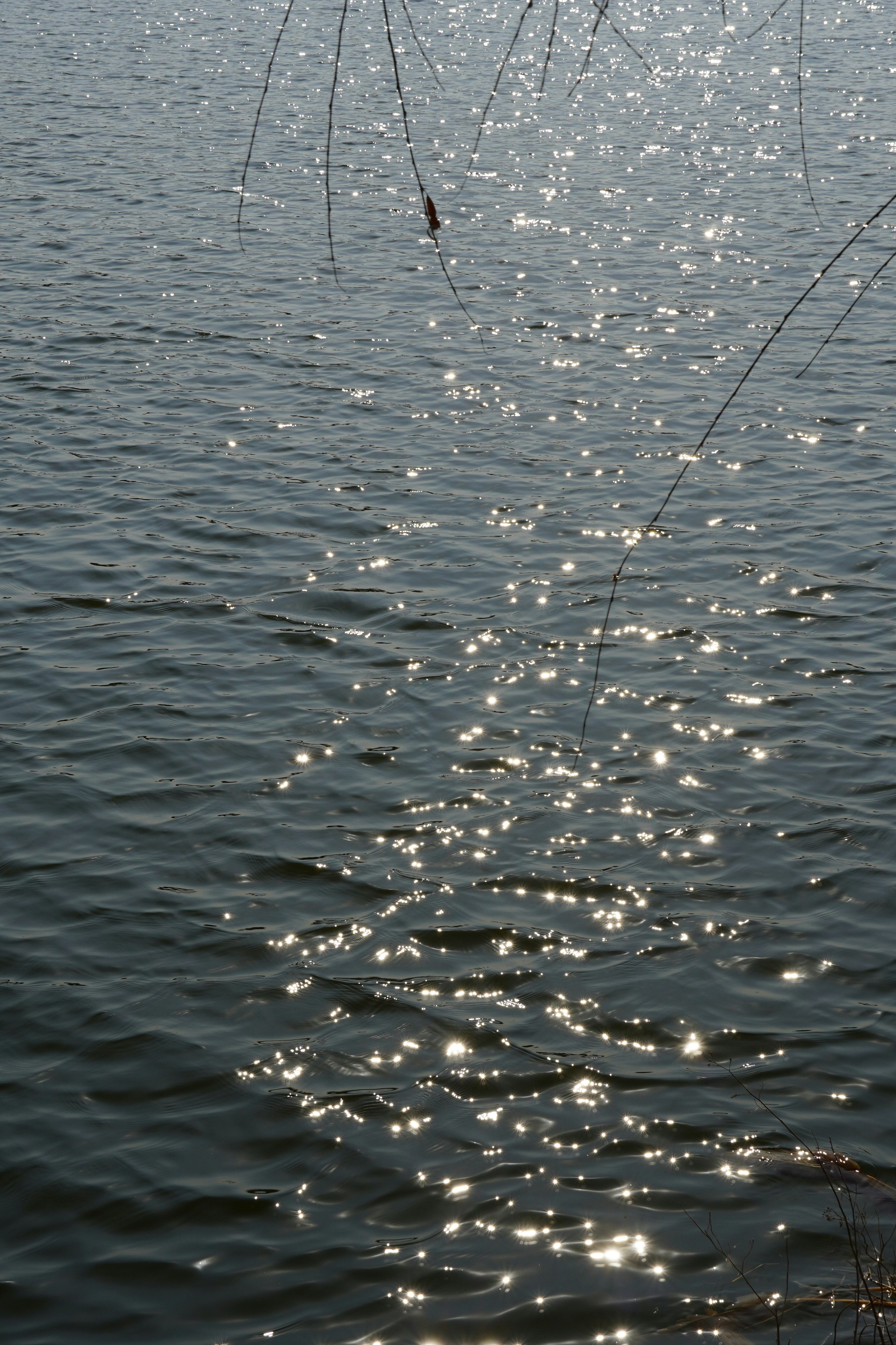 a body of water that has some plants in it