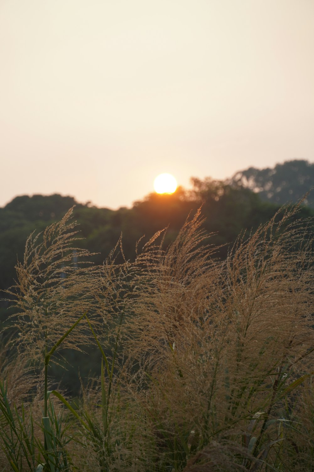 the sun is setting over a field of tall grass