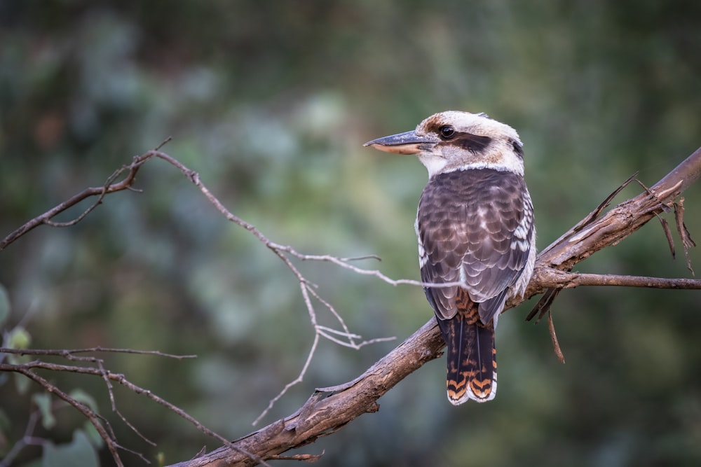 a bird sitting on top of a tree branch