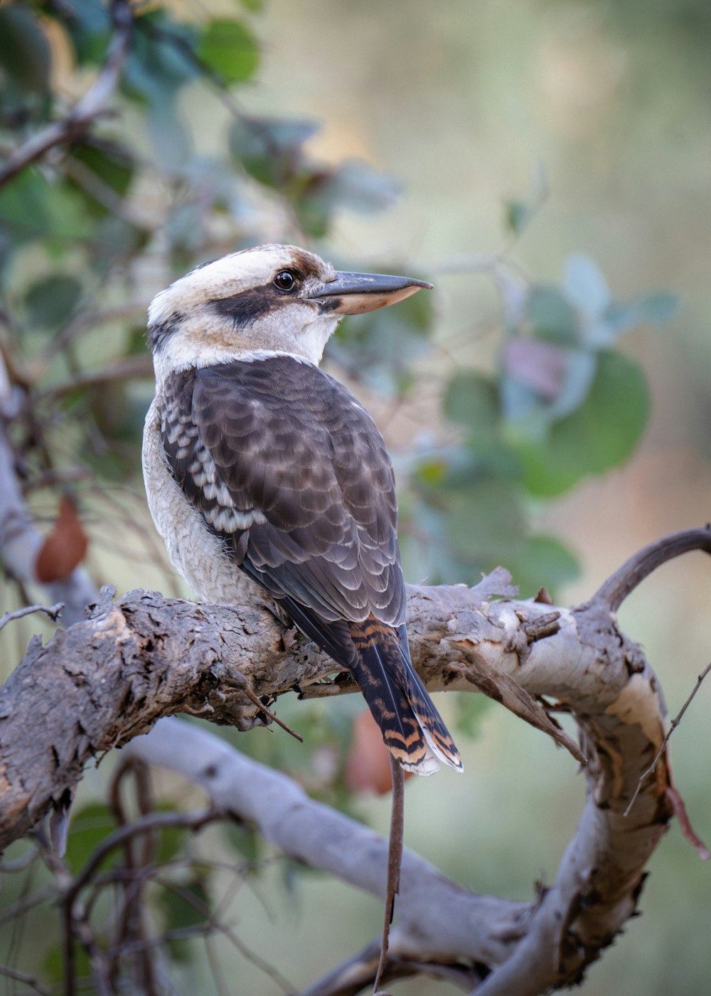 a bird sitting on a branch of a tree