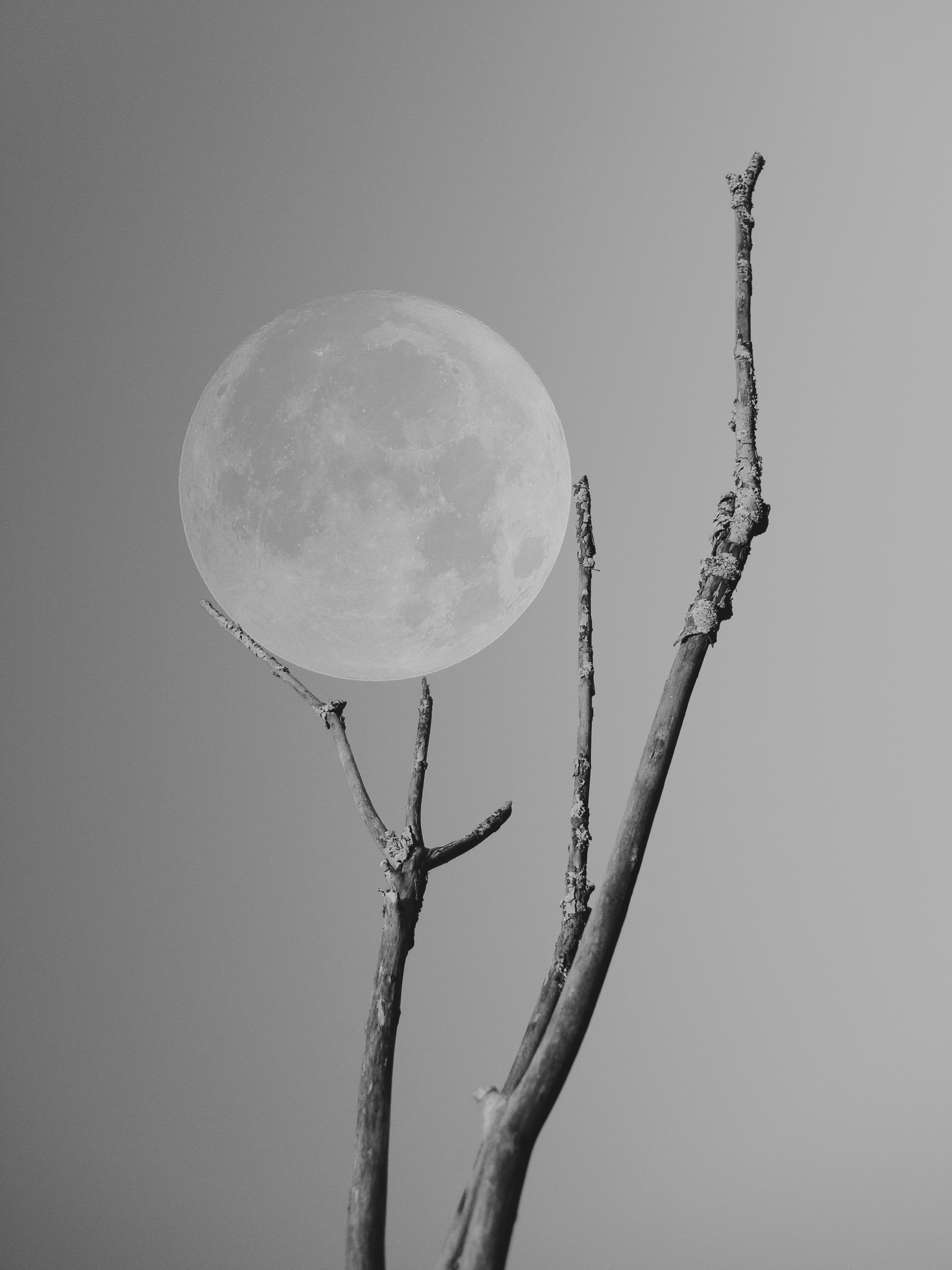 un ramo di un albero con la luna piena sullo sfondo