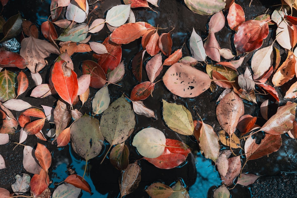 a group of leaves floating on top of a body of water