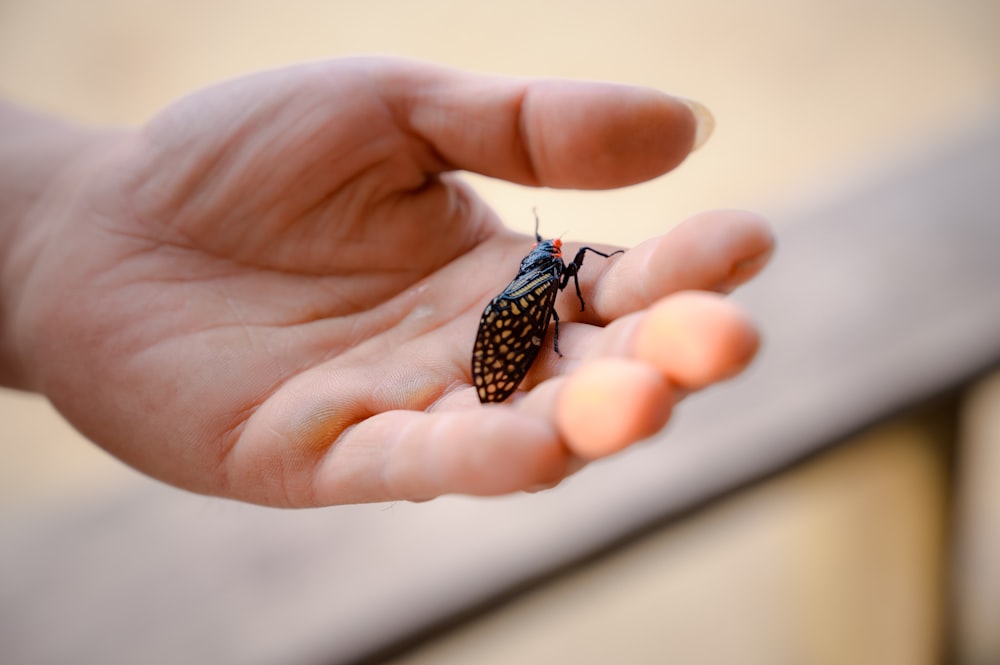 una persona sosteniendo un insecto en la mano