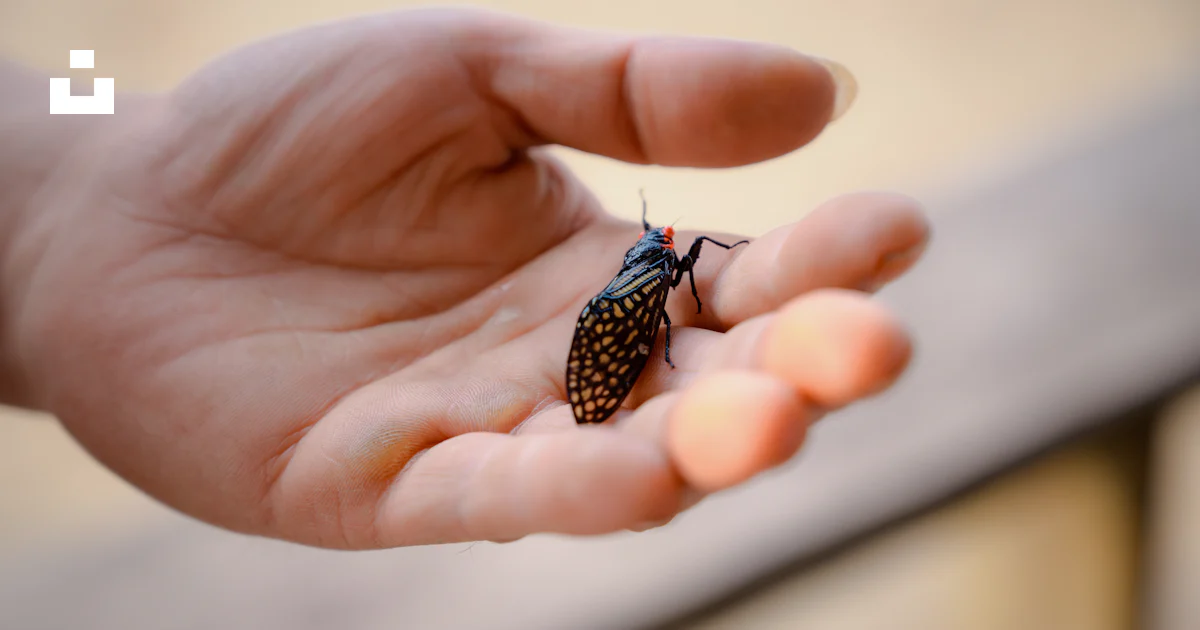 A person holding a bug in their hand photo – Free Điểm leo lảo thẩn ...
