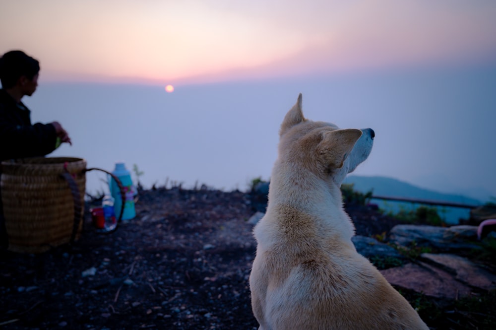 Un perro sentado en la cima de una colina junto a una persona