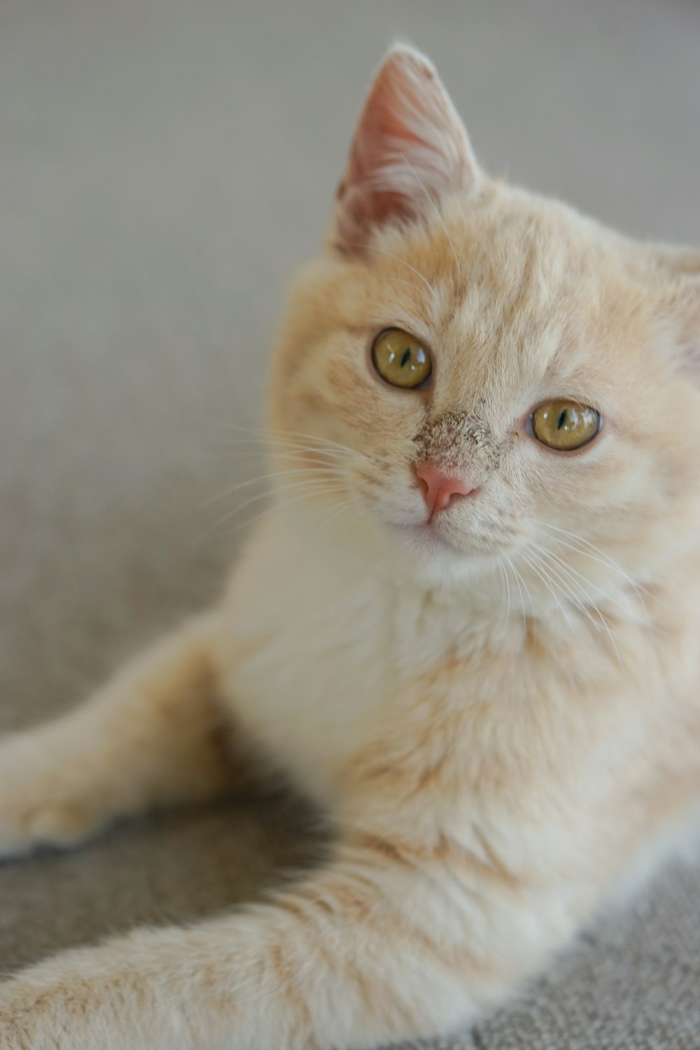 a cat laying on the floor looking at the camera