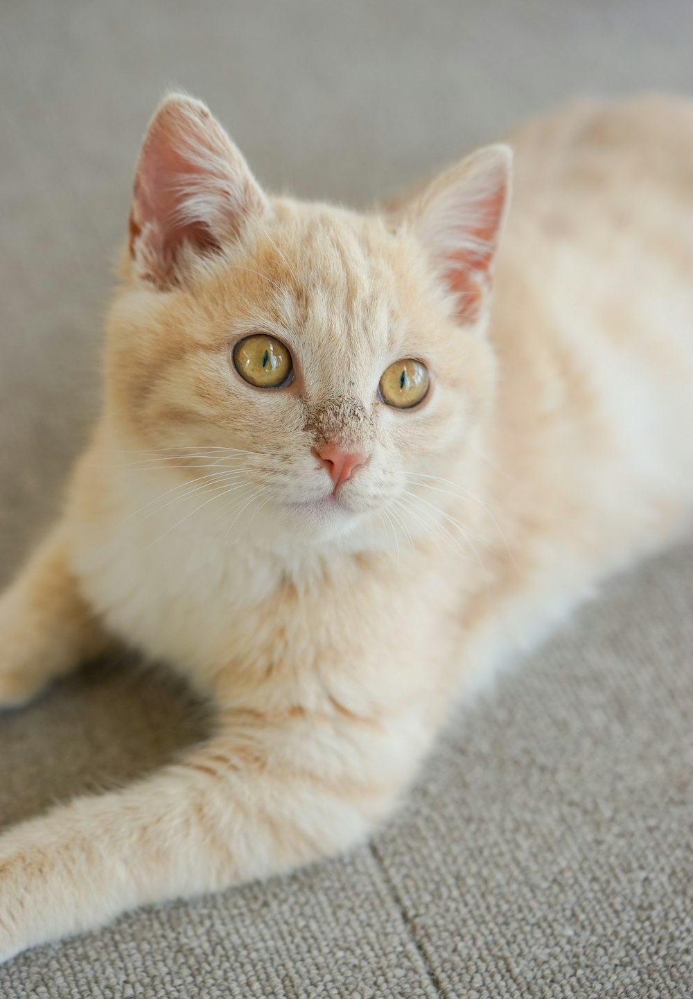 a cat laying on the floor looking at the camera