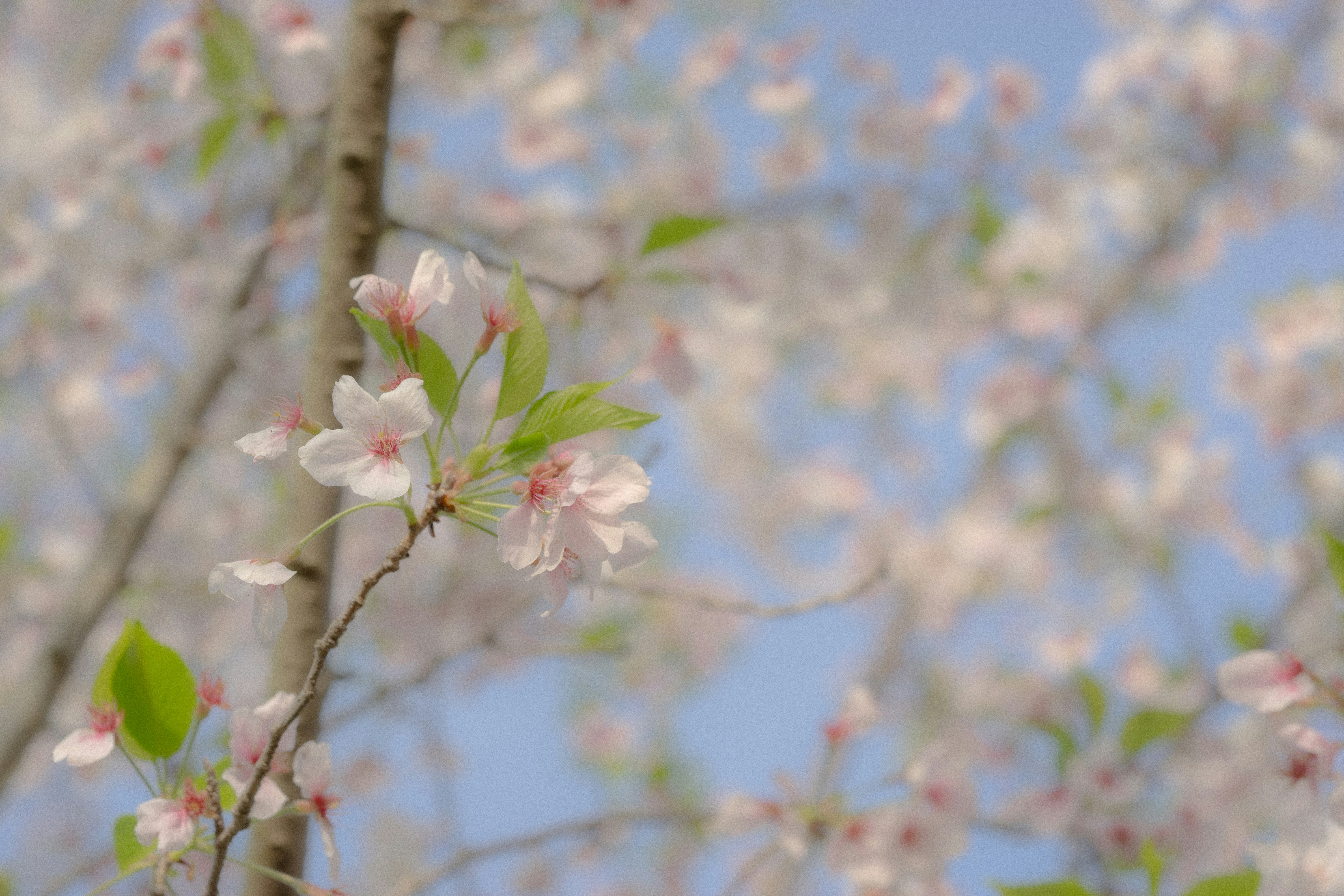 a tree with white flowers and green leaves