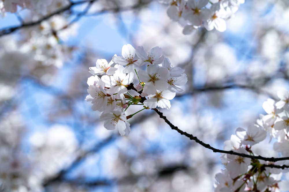 a close up of a tree with white flowers