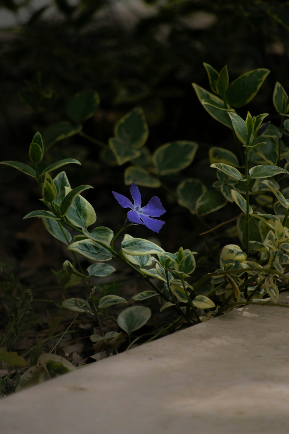 a blue flower sitting on top of a cement slab