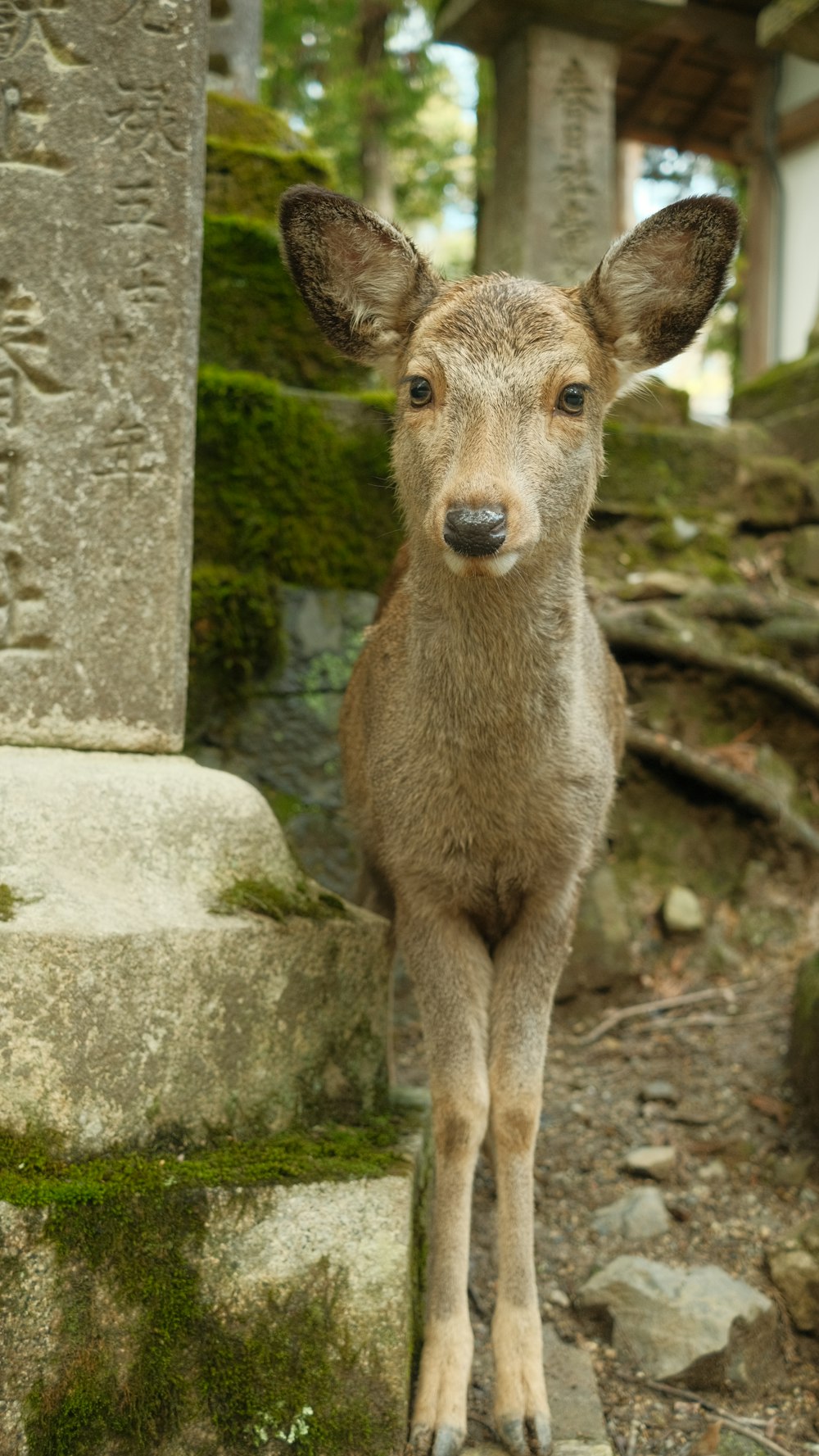 a small deer standing next to a stone pillar