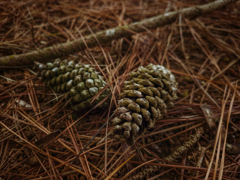 a pine cone laying on top of a pile of pine needles