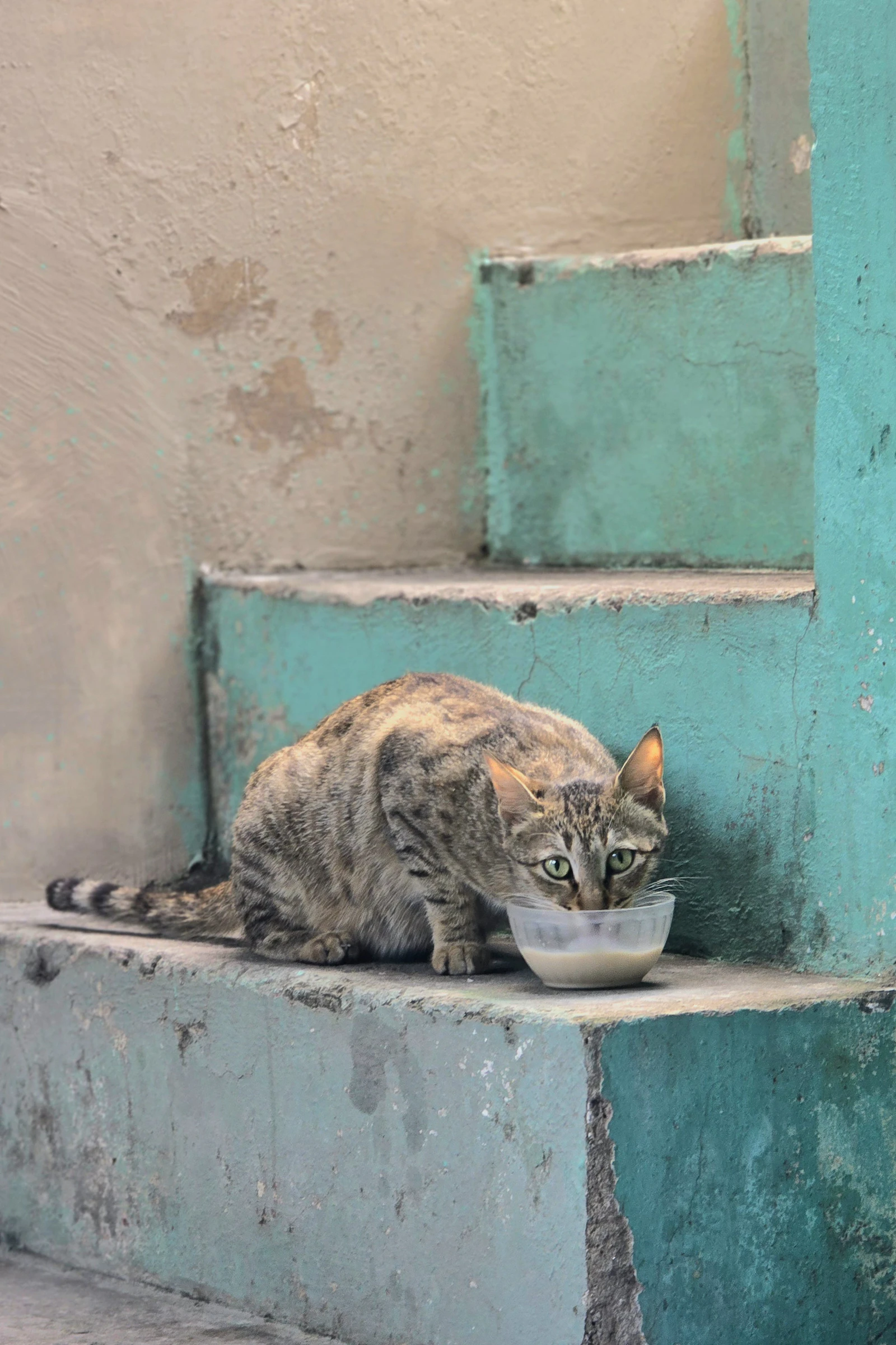 Chat tigré buvant dans une gamelle, à l'ombre sur des marches