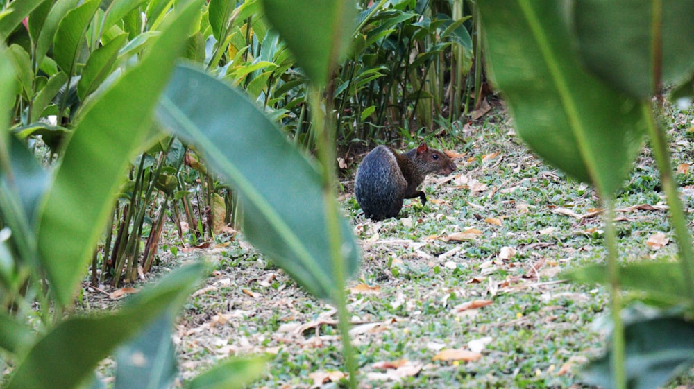 a squirrel hiding in the middle of a corn field