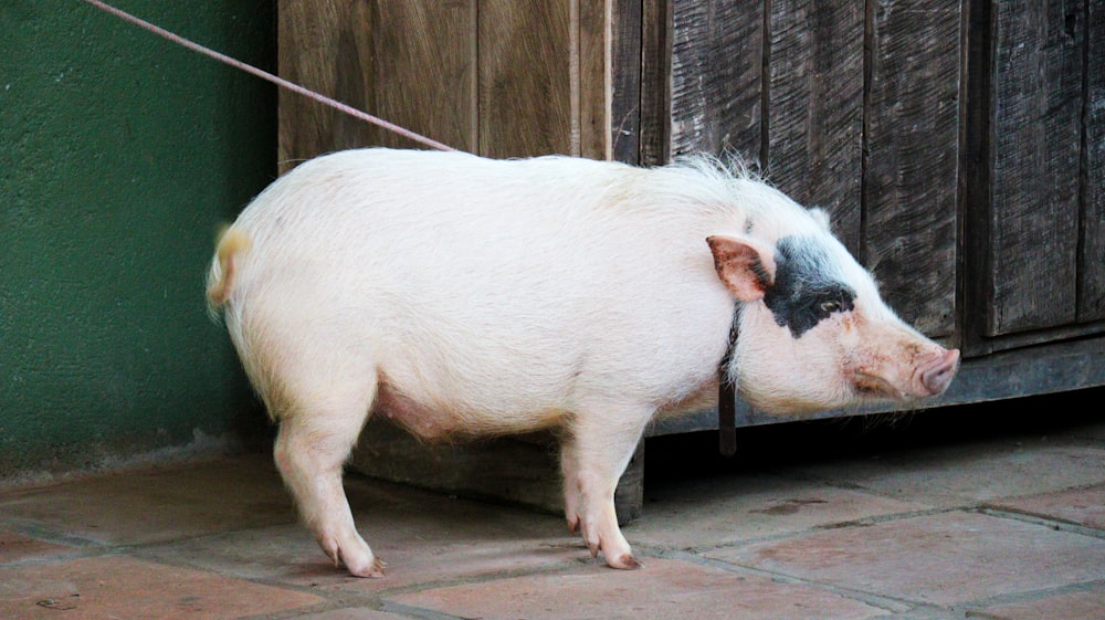 a white and black pig standing next to a green wall
