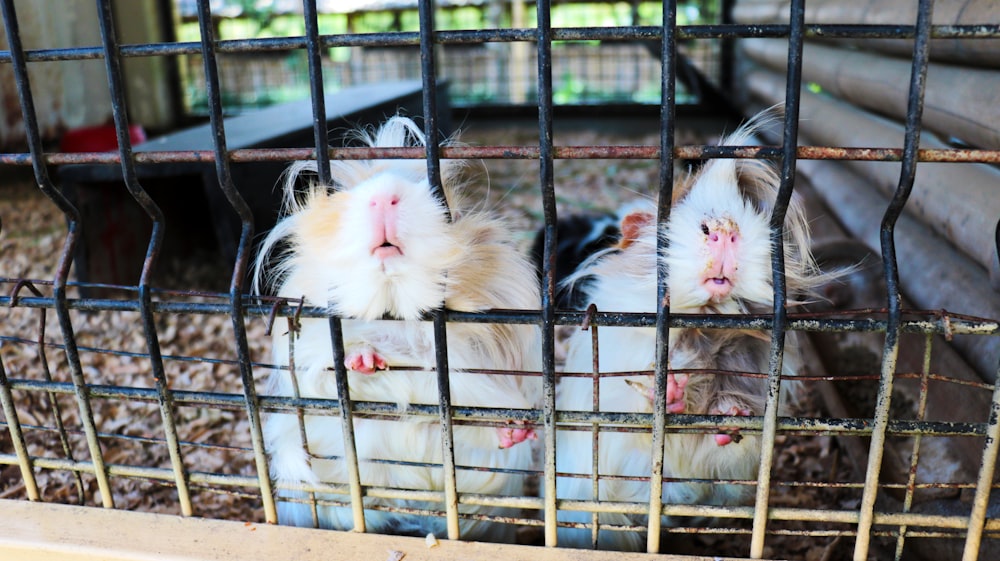 a couple of small white and black animals in a cage
