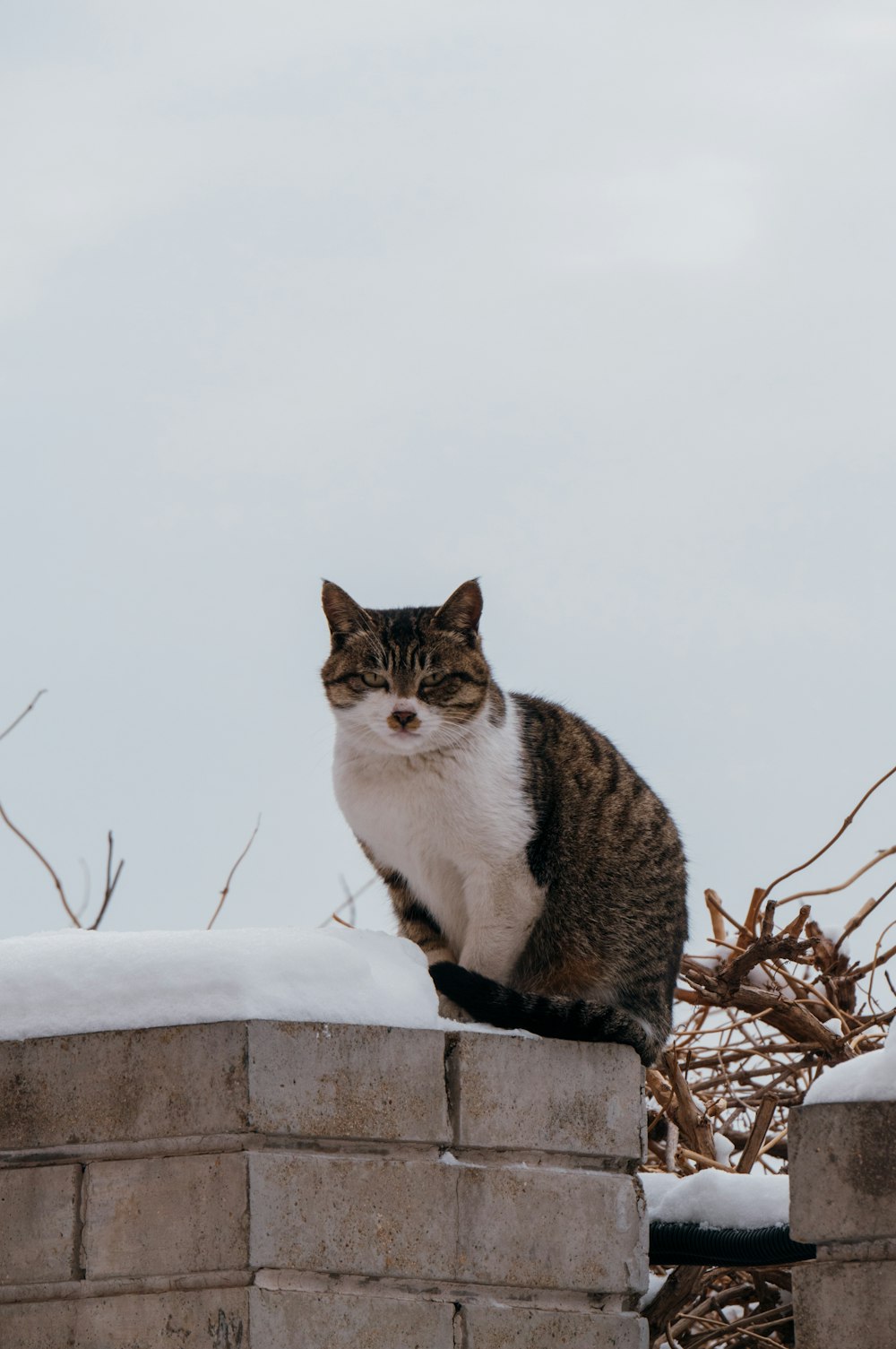 a cat sitting on top of a brick wall