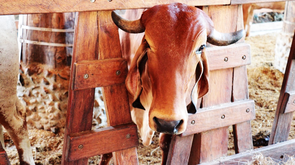 a cow sticking its head through a fence