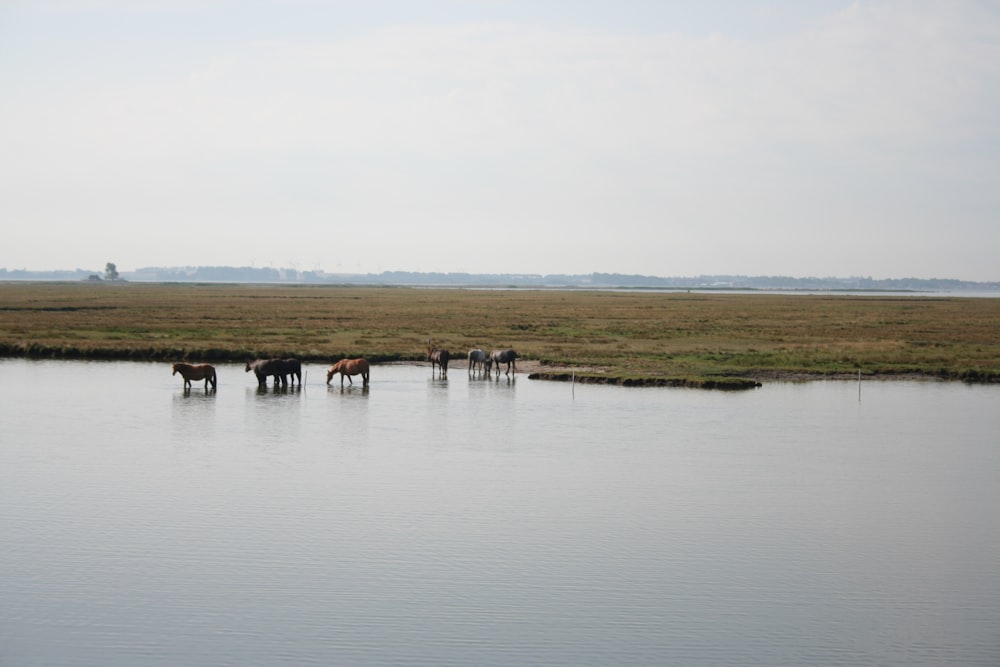 um grupo de cavalos bebendo água de uma lagoa