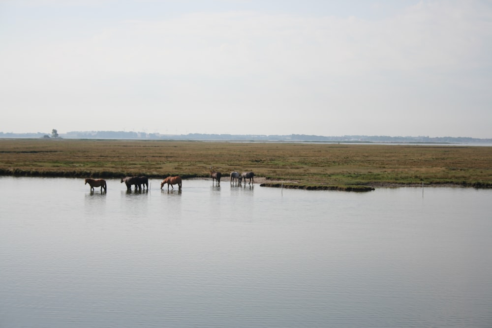 a group of horses drinking water from a pond