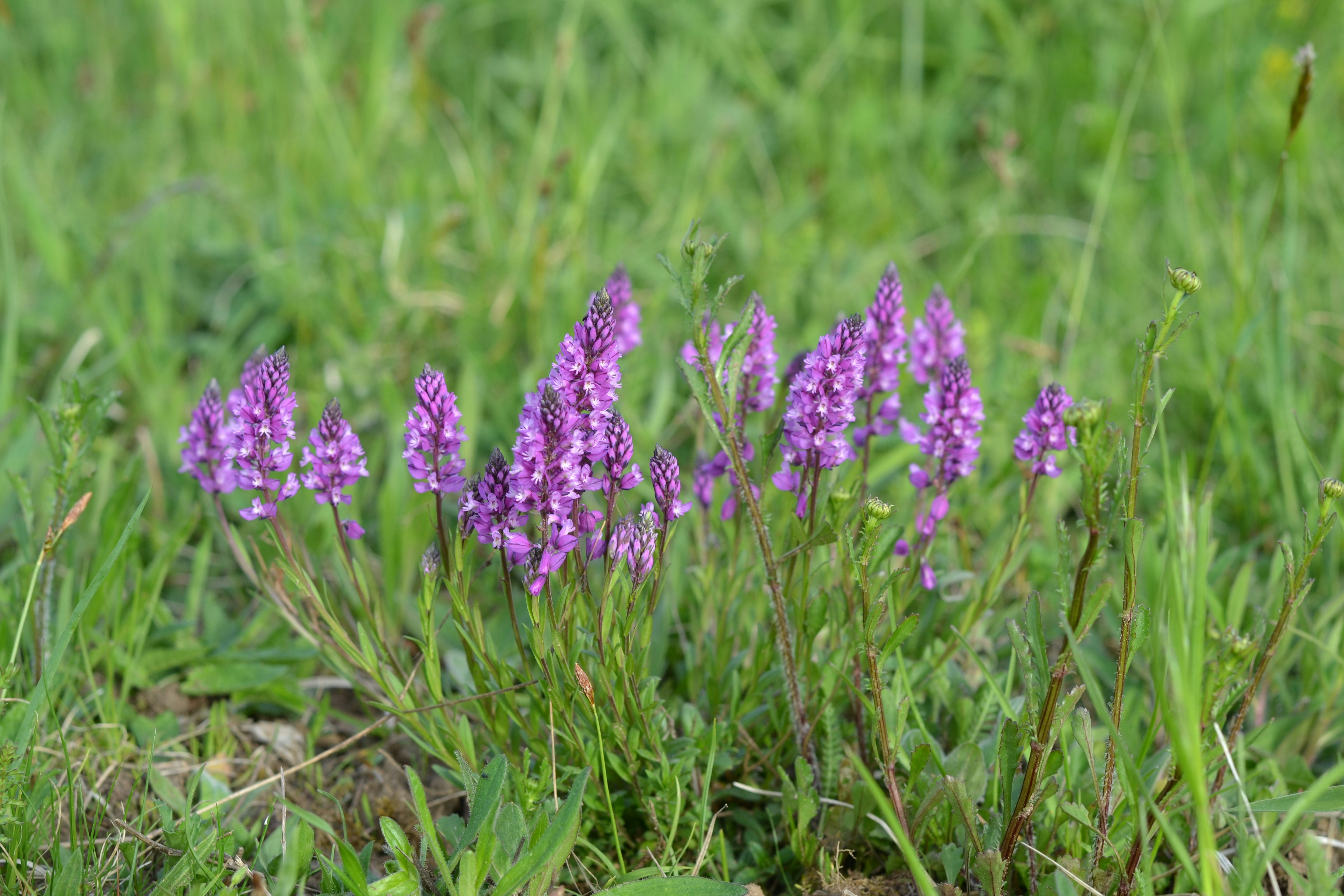 Photo by gyulavari